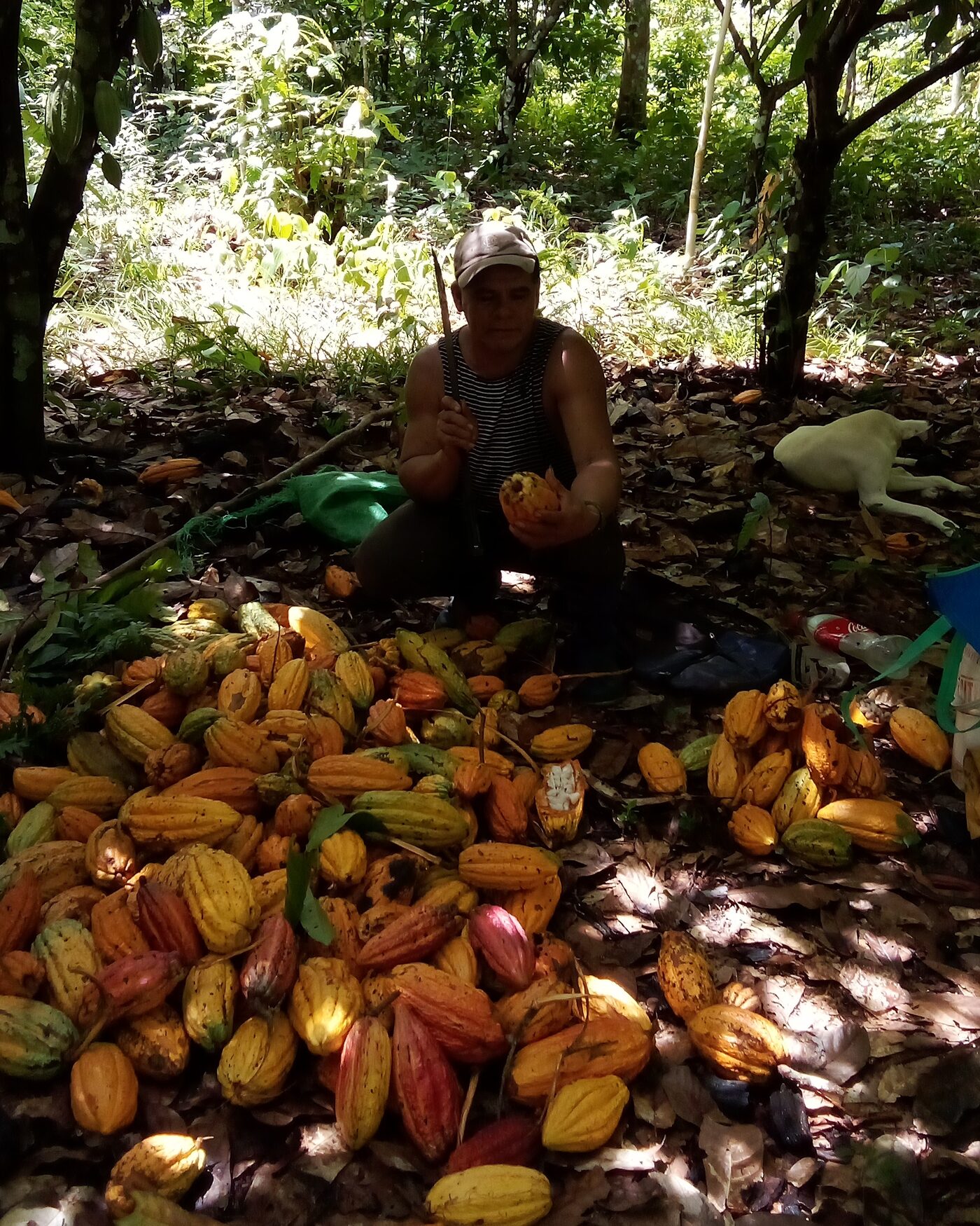 Agricultor amazónico con su cosecha de cacao