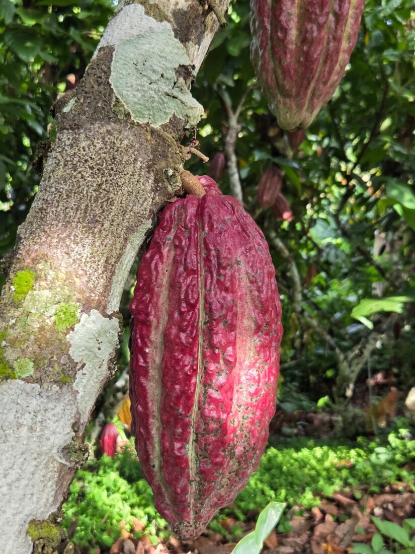 Mazorca de cacao roja madurando en el árbol en parcela agroforestal