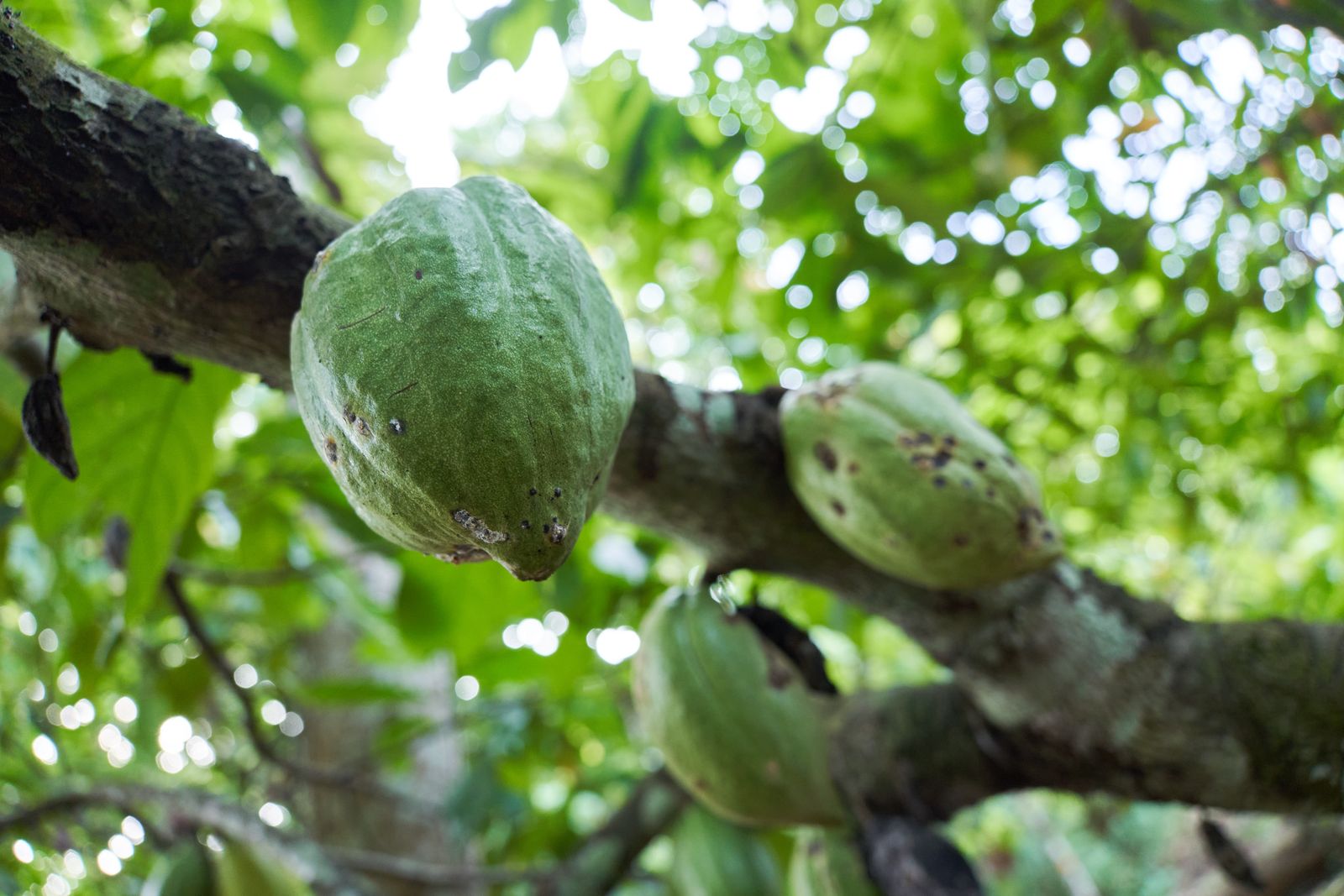 Guía rápida: derivados del cacao y sus aplicaciones industriales