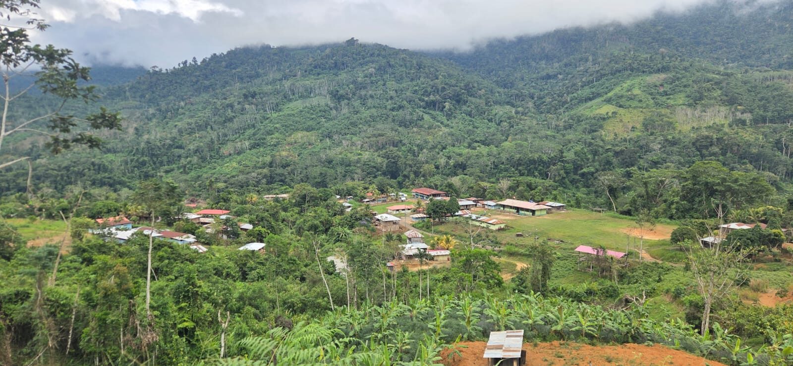 Cacao amazónico peruano: un origen de prestigio internacional