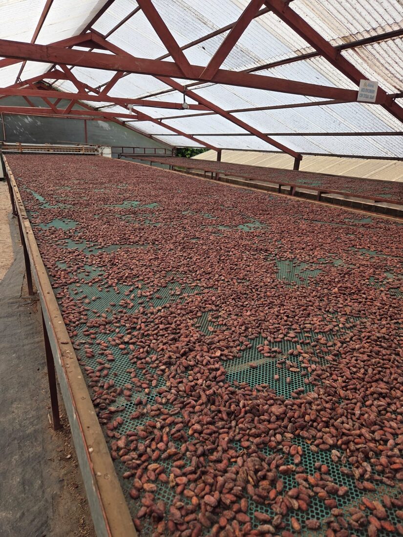 Granos de cacao orgánico secándose en camas bajo techo en San Martín